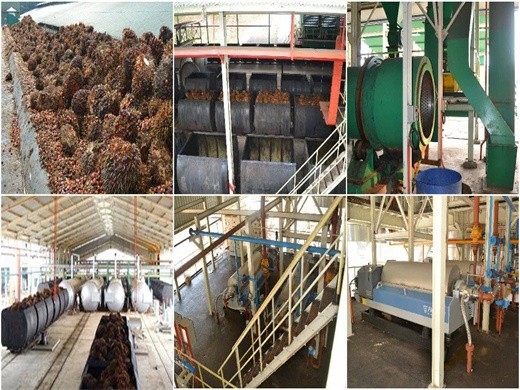 advanced technology 1000kg/h palm oil press line cost in India